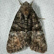Neoligia invenusta
