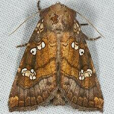 Papaipema insulidens