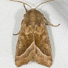 Hydraecia obliqua