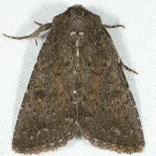 Aseptis ethnica