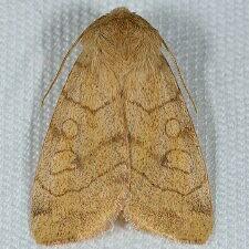 Enargia infumata