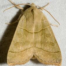 Ipimorpha nanaimo
