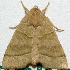 Ipimorpha nanaimo