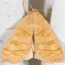 Ipimorpha nanaimo