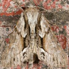 Hyppa contrasta