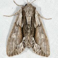 Hyppa indistincta
