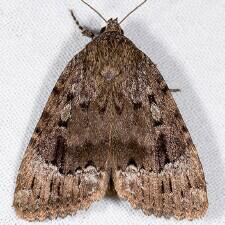 Amphipyra pyramidoides