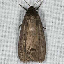 Proxenus miranda
