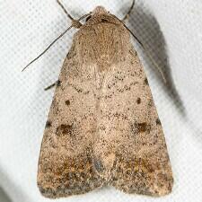 Caradrina meralis