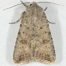 Caradrina montana