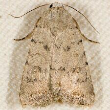 Caradrina multifera