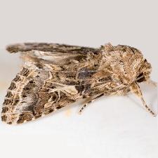 Spodoptera praefica