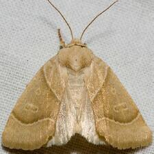 Cosmia calami
