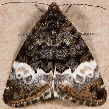 Annaphila diva