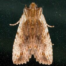 Lithophane petulca