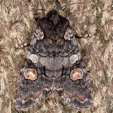 Lithophane dilatocula