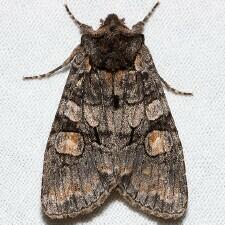 Lithophane dilatocula