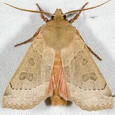 Mesogona subcuprea