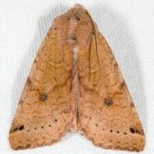 Agrochola purpurea
