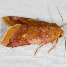 Agrochola pulchella