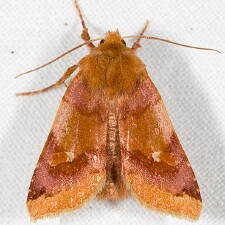 Agrochola pulchella