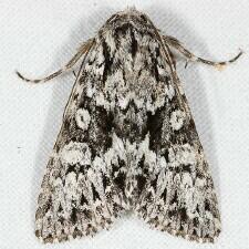 Platypolia contadina