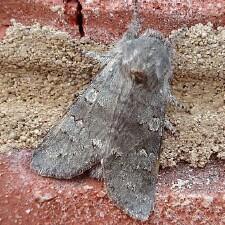 Psaphida rolandi