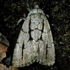 Sympistis dinalda