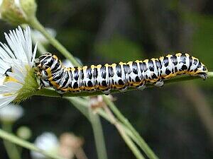 Cucullia speyeri