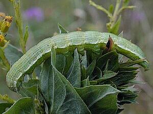 Cucullia florea