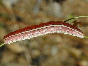Cucullia florea