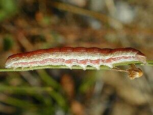 Cucullia florea