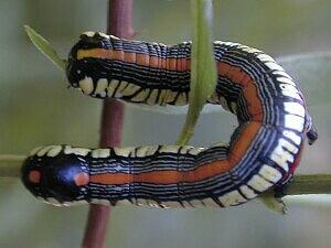 Cucullia convexipennis