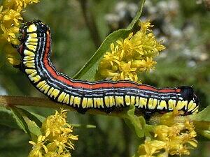 Cucullia convexipennis