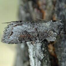 Polia purpurissata