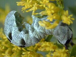 Melanchra adjuncta
