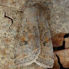 Orthosia hibisci