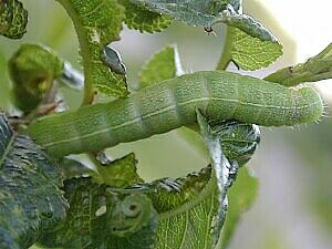 Orthosia hibisci
