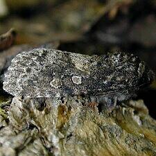 Egira dolosa