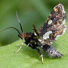 Thyris maculata