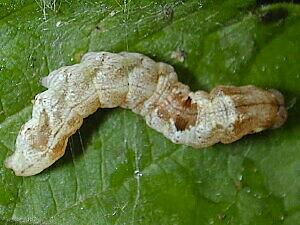 Pseudothyatira cymatophoroides