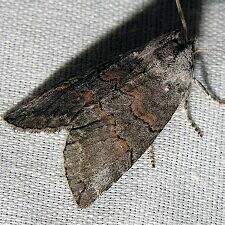 Ceranemota albertae