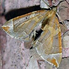 Eulithis testata