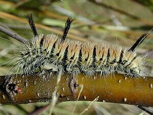 Acronicta insita