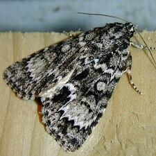 Acronicta fragilis