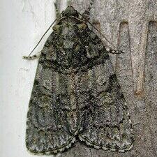 Acronicta tristis