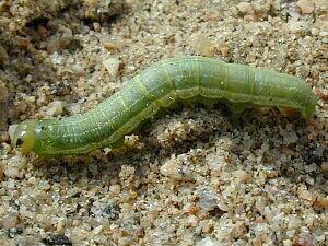 Loscopia velata