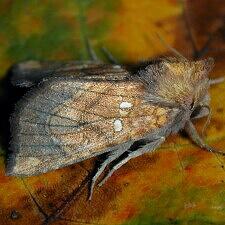 Papaipema inquaesita