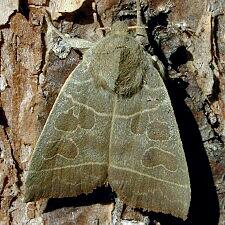 Ipimorpha pleonectusa