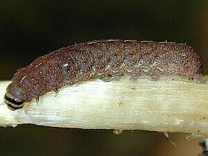 Chytonix palliatricula